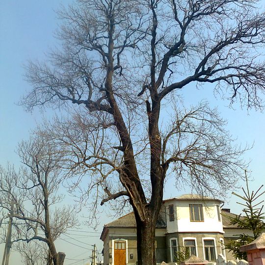 Monastyryska Fraxinuses