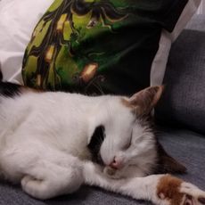 Котокафе Котесла