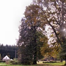 Dub v Černém Údolí