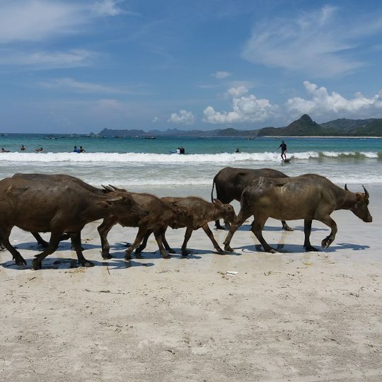 Pantai Selong Belanak