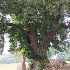 Lípa u hřbitova v Uhřicích