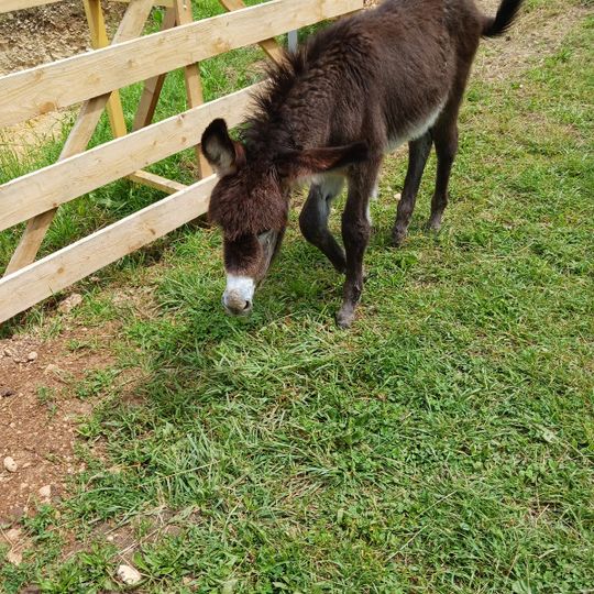 Hexe hoft Ferme pédagogique Bouxwiller Bas-Rhin