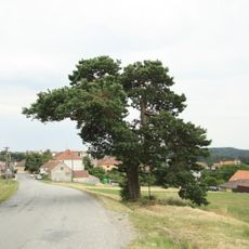 Borovice na Třesovském kopci