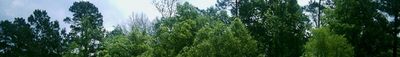 Panoramic View 1