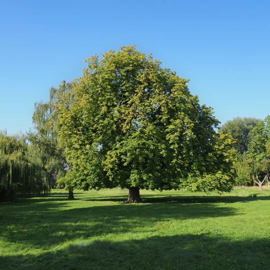 Kastanie Beim B'scheid 1