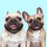 Griffin Frenchie