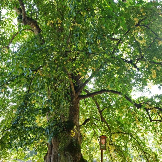 Pivoňské lípy II.