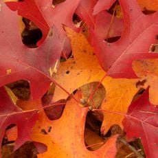 Arboretum Du Val D'ainan