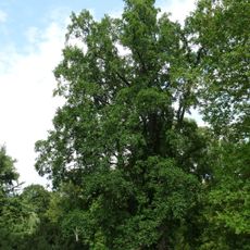 Liliovník v Podzámecké zahradě