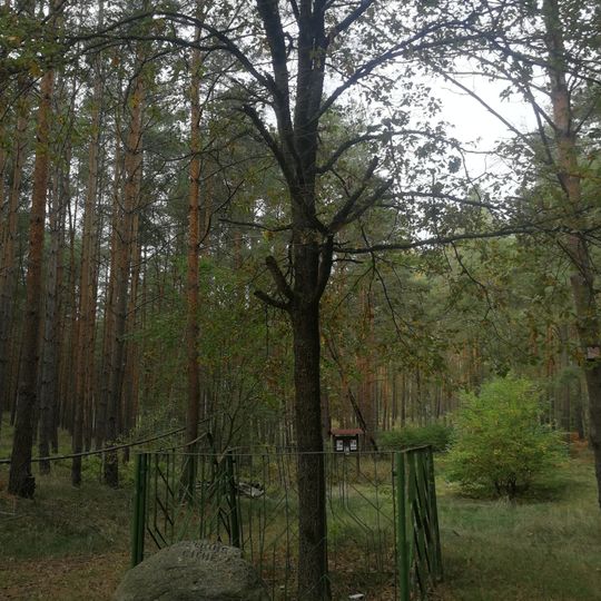 Naturdenkmal Reckins Eiche ca. 1 km NW vom Krämerpfuhl in Falkenhagen