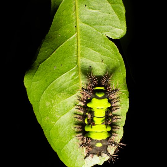 Mata das Flores State Park