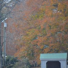 Maple Roads