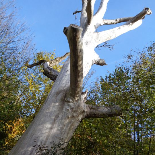 Vendryňský černý topol u Kopytné