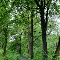 Habitatbäume am Remser Dammweg