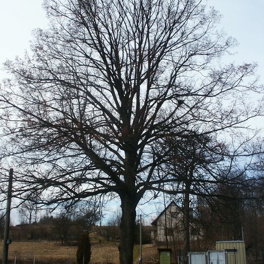 Memorable Tilia in Čistá