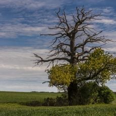 Nossentiner/Schwinzer Heide