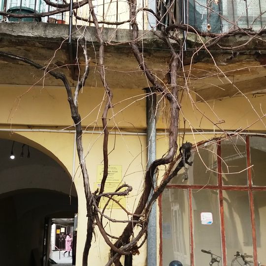 Vinova loza u Zemunu