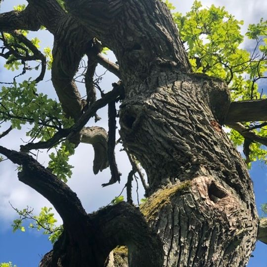 Två ekar, Virestadsekarna