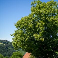 Tilia platyphyllos (Horben)