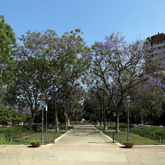 Jacaranda