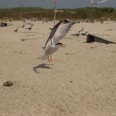 Monomoy National Wildlife Refuge