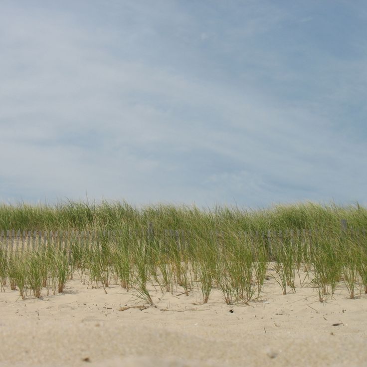 Delaware Seashore State Park