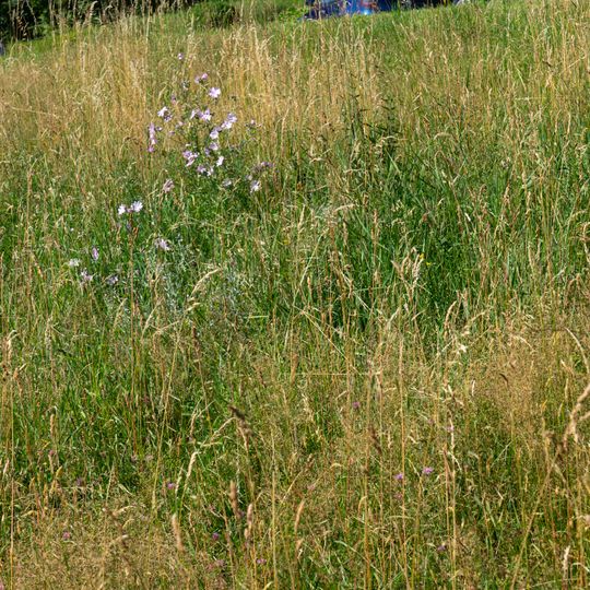 Orchideenwiese in Freundorf