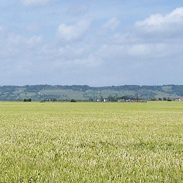 Romney Marsh