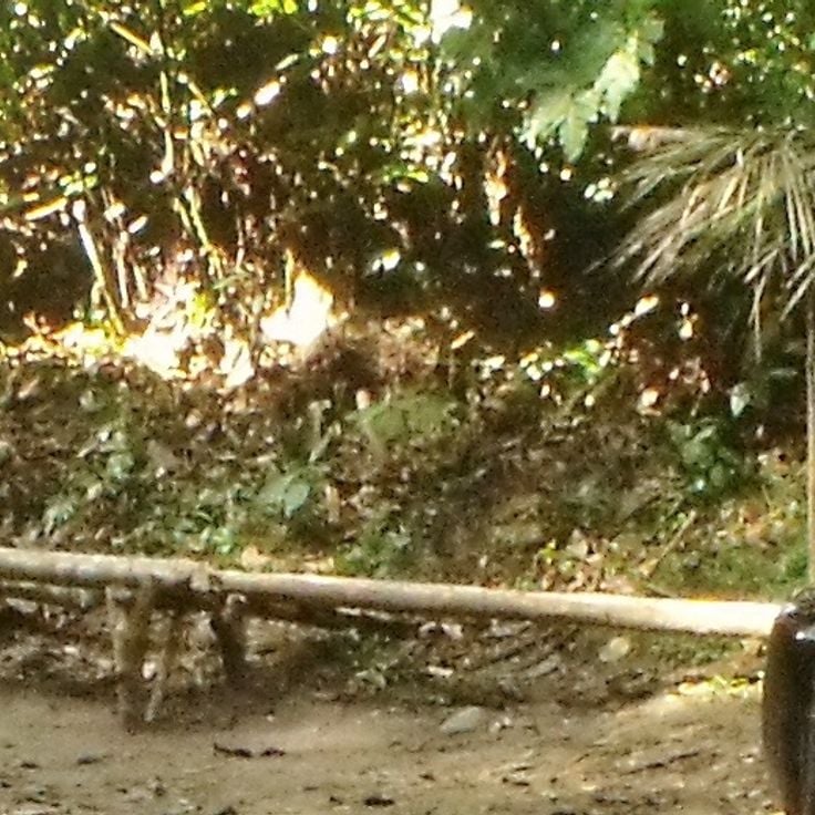 アンリ・ピティエ国立公園