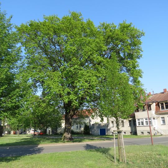Naturdenkmal Ulme Lüdersdorf, Ortskern, vor Haus Nr. 13; Flur 2, Flurstück 69 in Lüdersdorf