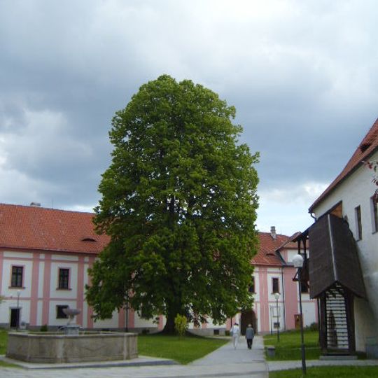 Klášterní lípa