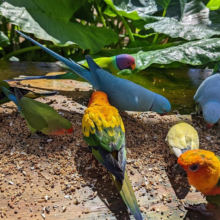 Santuario de Aves Parotte Ville