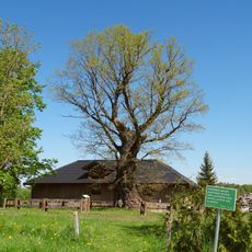 Gudlaukis oak