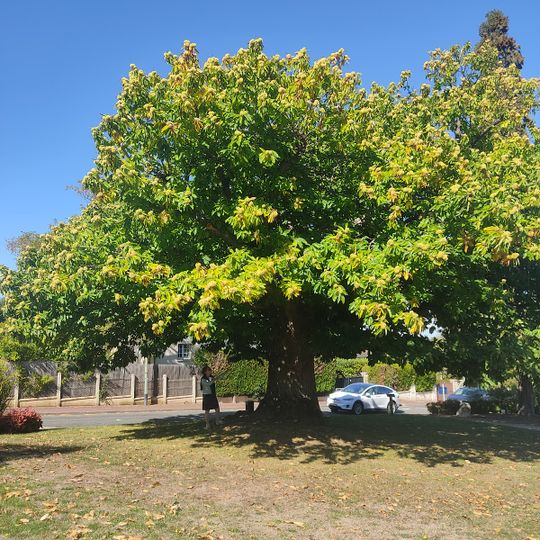 Châtaignier de La Celle-Saint-Cloud