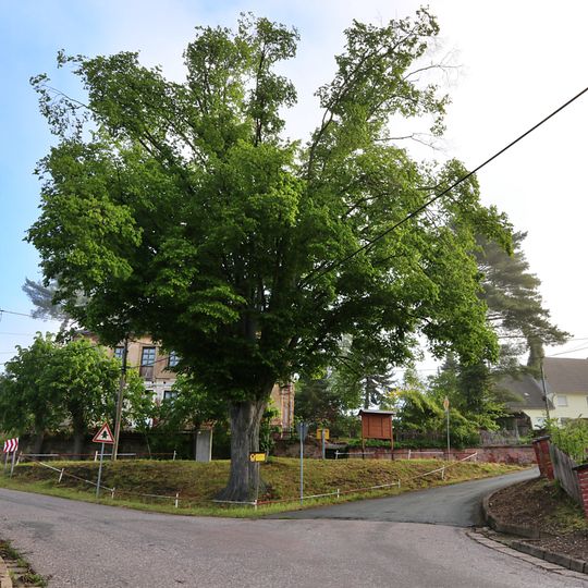 Hainbuche in Göhren