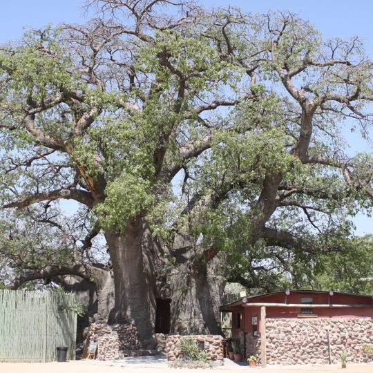 Ombalantu Baobab