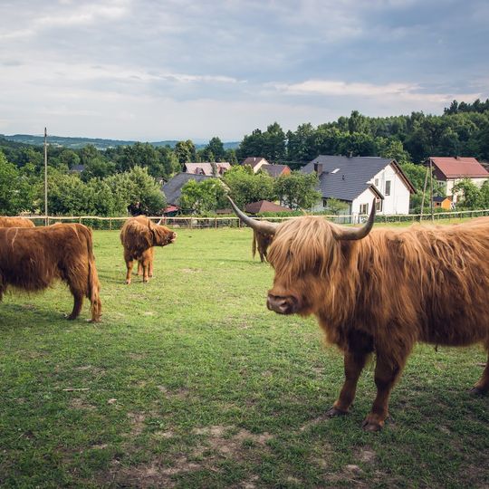 Mini zoo "Zamkowa zagroda"