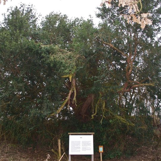 Tausendjährige Eibe in Harterleiten