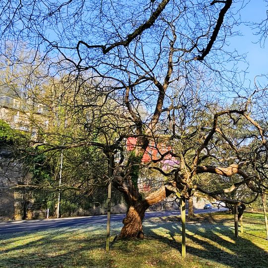 Catalpa am Eecher Bierg