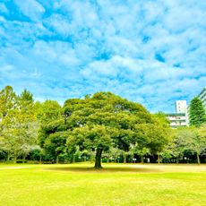夏の雲公園