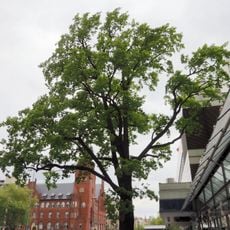 Friedenseiche Schlossstraße 81