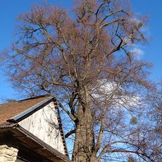 Lípa v Tyře