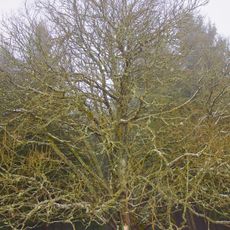 Jíva v Horní Oboře