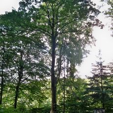 Esperantists' oak in Sopot