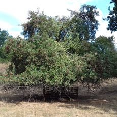 Wildapfel im Fort Hahneberg