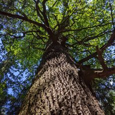 Dub letní v Plačku