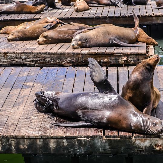 Pier 39 Sea Lions