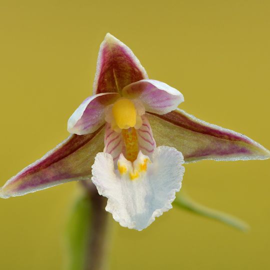 Rezerwat przyrody Galwica