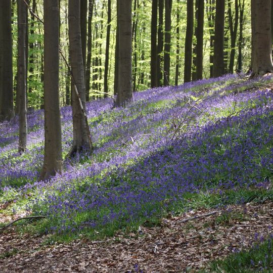 Parc national des Forêts du Brabant