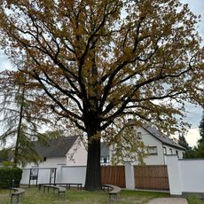 Friedenseiche in Langenhessen